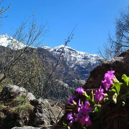 Millefiori- Alpine Event 2*